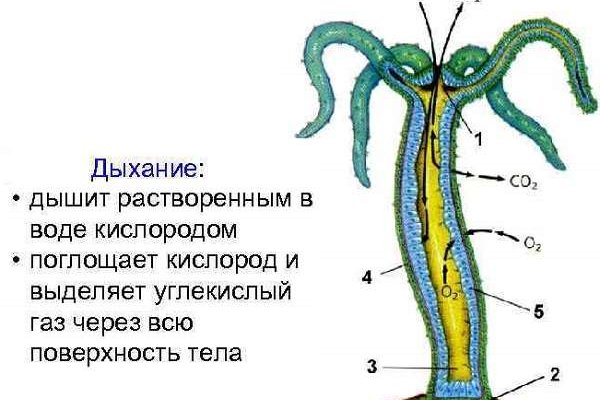 Kraken onion зеркала