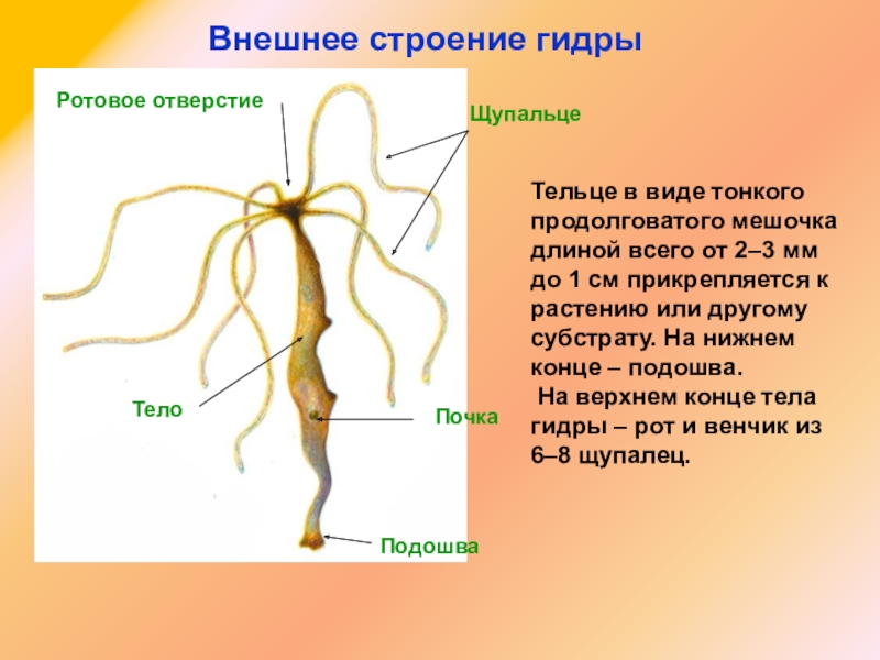 Кракен вход магазин